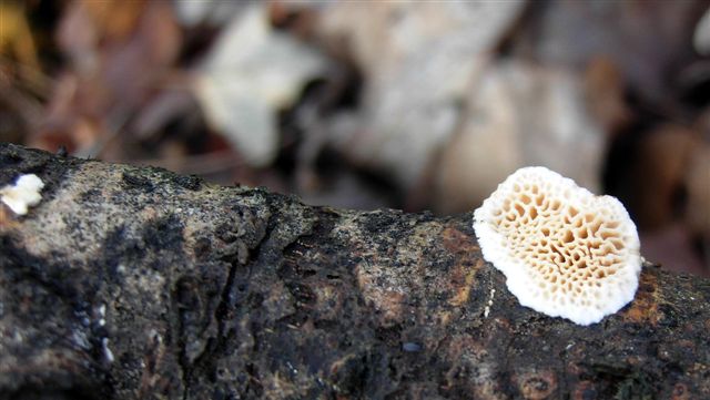 Aphyllophorales???